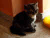 Kitten-156.jpg (134480 Byte)